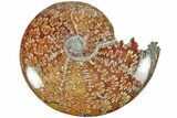 Polished Ammonite (Cleoniceras) Fossil - Madagascar #209871-1